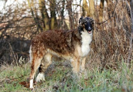 Ich suche ein neues Zuhause für meine liebenswerte Borsoi-Hündin (Russischer Windhund)