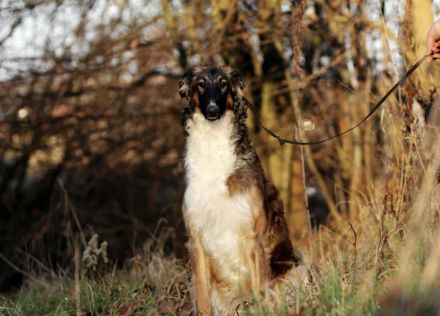 Ich suche ein neues Zuhause für meine liebenswerte Borsoi-Hündin (Russischer Windhund)