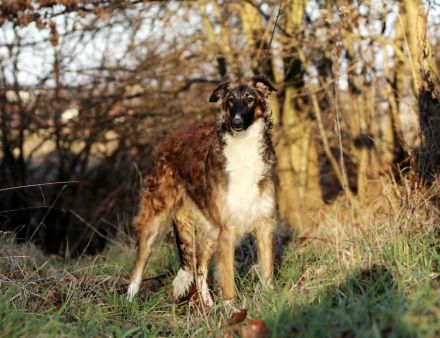 Ich suche ein neues Zuhause für meine liebenswerte Borsoi-Hündin (Russischer Windhund)