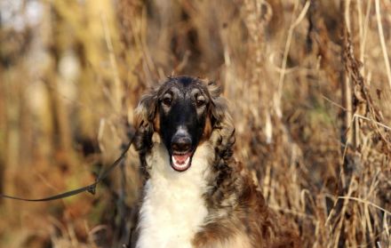Ich suche ein neues Zuhause für meine liebenswerte Borsoi-Hündin (Russischer Windhund)