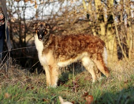 Ich suche ein neues Zuhause für meine liebenswerte Borsoi-Hündin (Russischer Windhund)