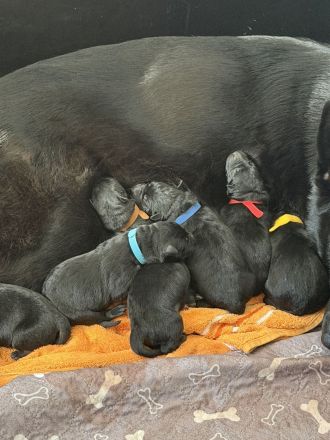 Schäferhund Welpen, mit Papiere vom Verein für deutsche Schäferhunde