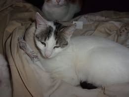 CHARM  ❤  kleine Prinzessin die ihre Menschen liebt