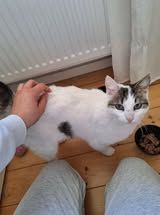 CHARM  ❤  kleine Prinzessin die ihre Menschen liebt