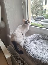 CHARM  ❤  kleine Prinzessin die ihre Menschen liebt