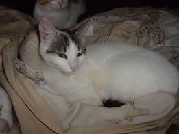 CHARM  ❤  kleine Prinzessin die ihre Menschen liebt