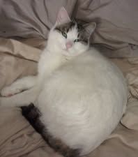 CHARM  ❤  kleine Prinzessin die ihre Menschen liebt