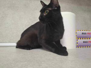 GUFI ❤️ LIEBT KONAKT ZU MENSCHEN