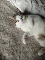 MISSY  ❤  MIT DEN BEZAUBERNDEN AUGEN