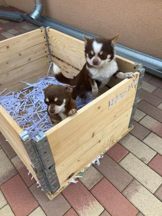 Wunderschöne Reinrassige Chihuahua Welpen