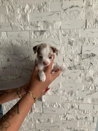 Wunderschöne Reinrassige Chihuahua Welpen