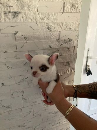 Wunderschöne Reinrassige Chihuahua Welpen