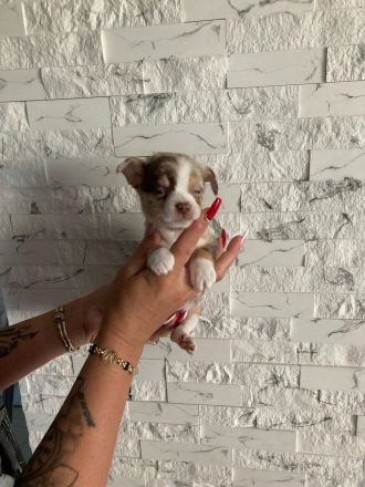 Wunderschöne Reinrassige Chihuahua Welpen