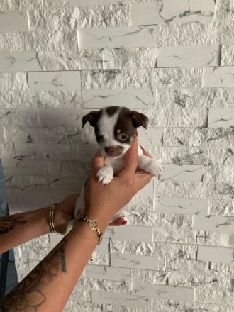 Wunderschöne Reinrassige Chihuahua Welpen