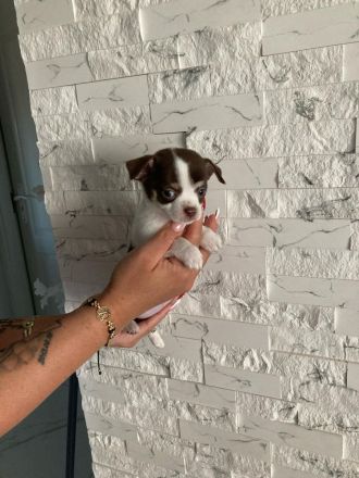 Wunderschöne Reinrassige Chihuahua Welpen