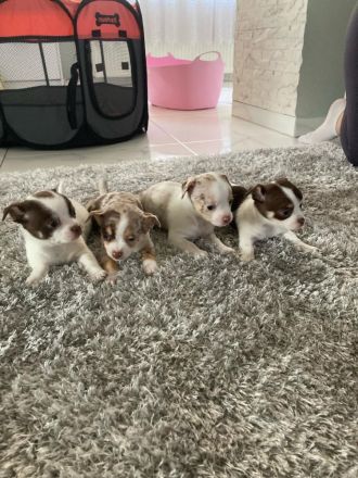 Wunderschöne Reinrassige Chihuahua Welpen