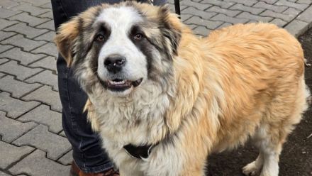 Traumhund Dante sucht ländliches Zuhause