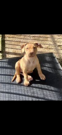 Amstaff Welpen 8 Wochen