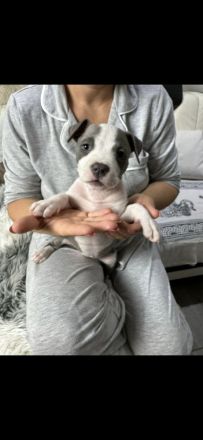 Amstaff Welpen 8 Wochen