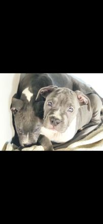 Amstaff Welpen 8 Wochen