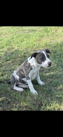 Amstaff Welpen 8 Wochen