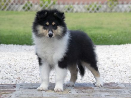 Rough Collie female with FCI pedigree