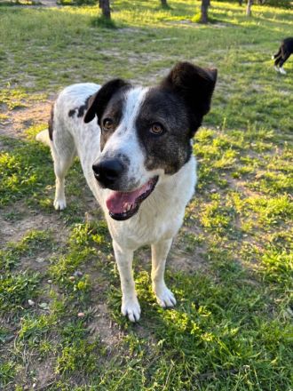 Frohnatur Johnny sucht Dich!