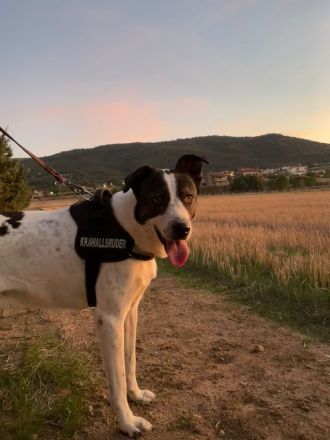 Frohnatur Johnny sucht Dich!