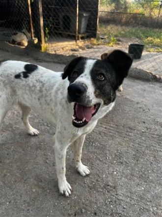 Frohnatur Johnny sucht Dich!