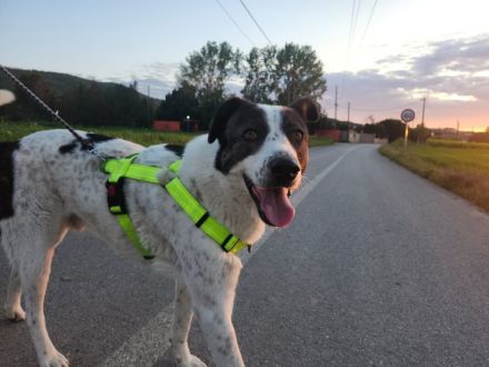 Frohnatur Johnny sucht Dich!