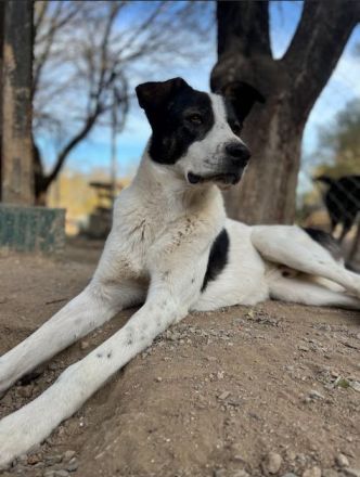 Frohnatur Johnny sucht Dich!