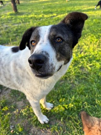 Frohnatur Johnny sucht Dich!