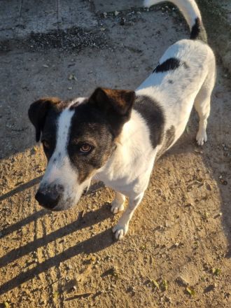 Frohnatur Johnny sucht Dich!