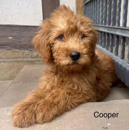 Labradoodle F1 apricot blond
