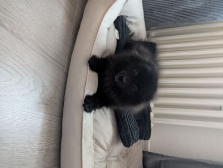 Pomerian Welpe zu verkaufen