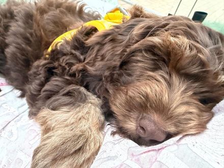 Englisch Cockerdoodle in Sonderfarben