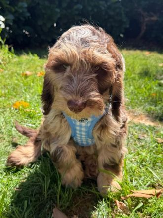 Englisch Cockerdoodle in Sonderfarben