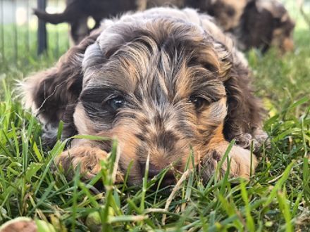 Englisch Cockerdoodle in Sonderfarben