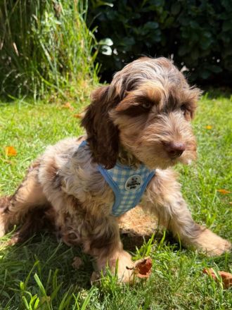 Englisch Cockerdoodle in Sonderfarben
