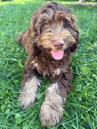 Englisch Cockerdoodle in Sonderfarben