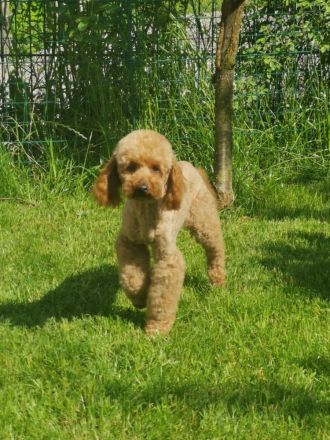 Wir HABEN bildhübsche Zwergpudelchen