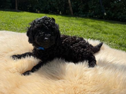 Wir HABEN bildhübsche Zwergpudelchen