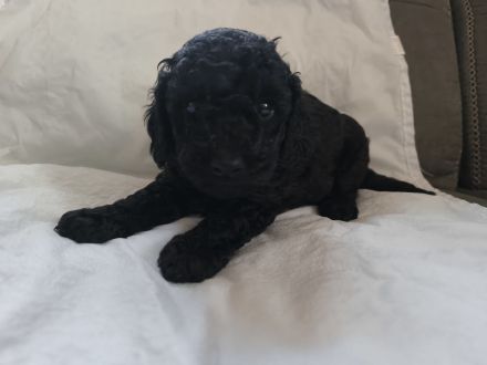 Wir HABEN bildhübsche Zwergpudelchen