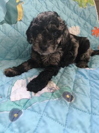 Wir HABEN bildhübsche Zwergpudelchen