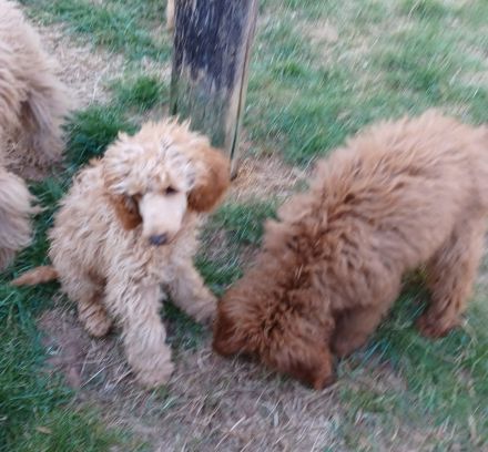 Kleinpudel in Apricot