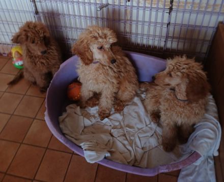 Kleinpudel in Apricot