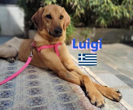 Luigi, 05/24 - Segugio sucht aktive Menschen