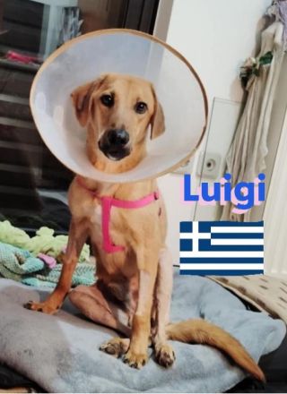 Luigi, 05/24 - Segugio sucht aktive Menschen