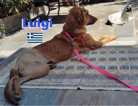 Luigi, 05/24 - Segugio sucht aktive Menschen