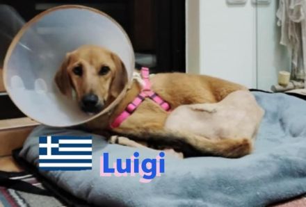 Luigi, 05/24 - Segugio sucht aktive Menschen